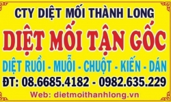 Diệt Mối Tận Gốc Tại Nha Trang – Khánh Hòa