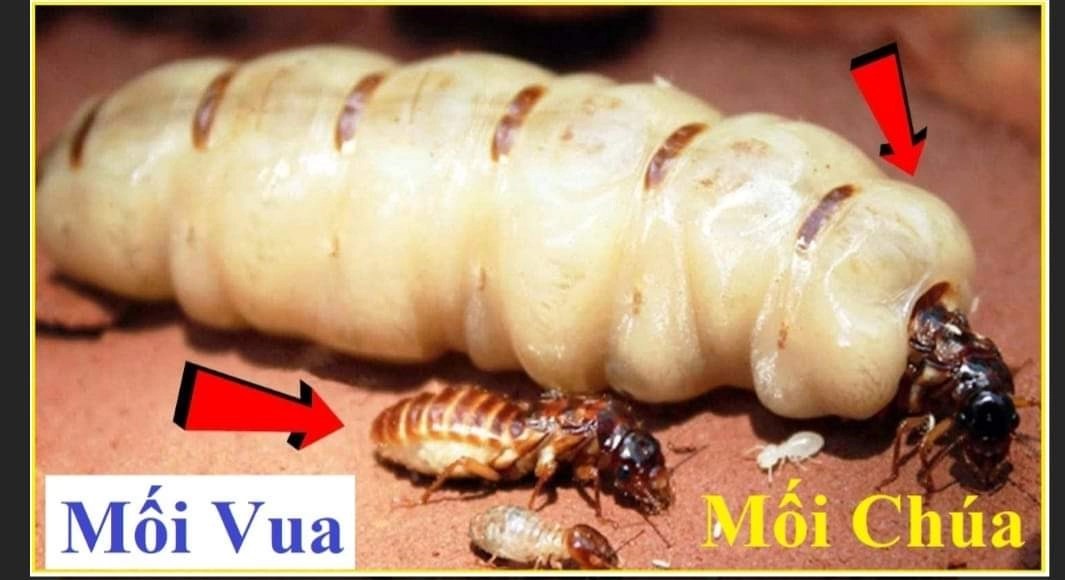 cách diệt mối